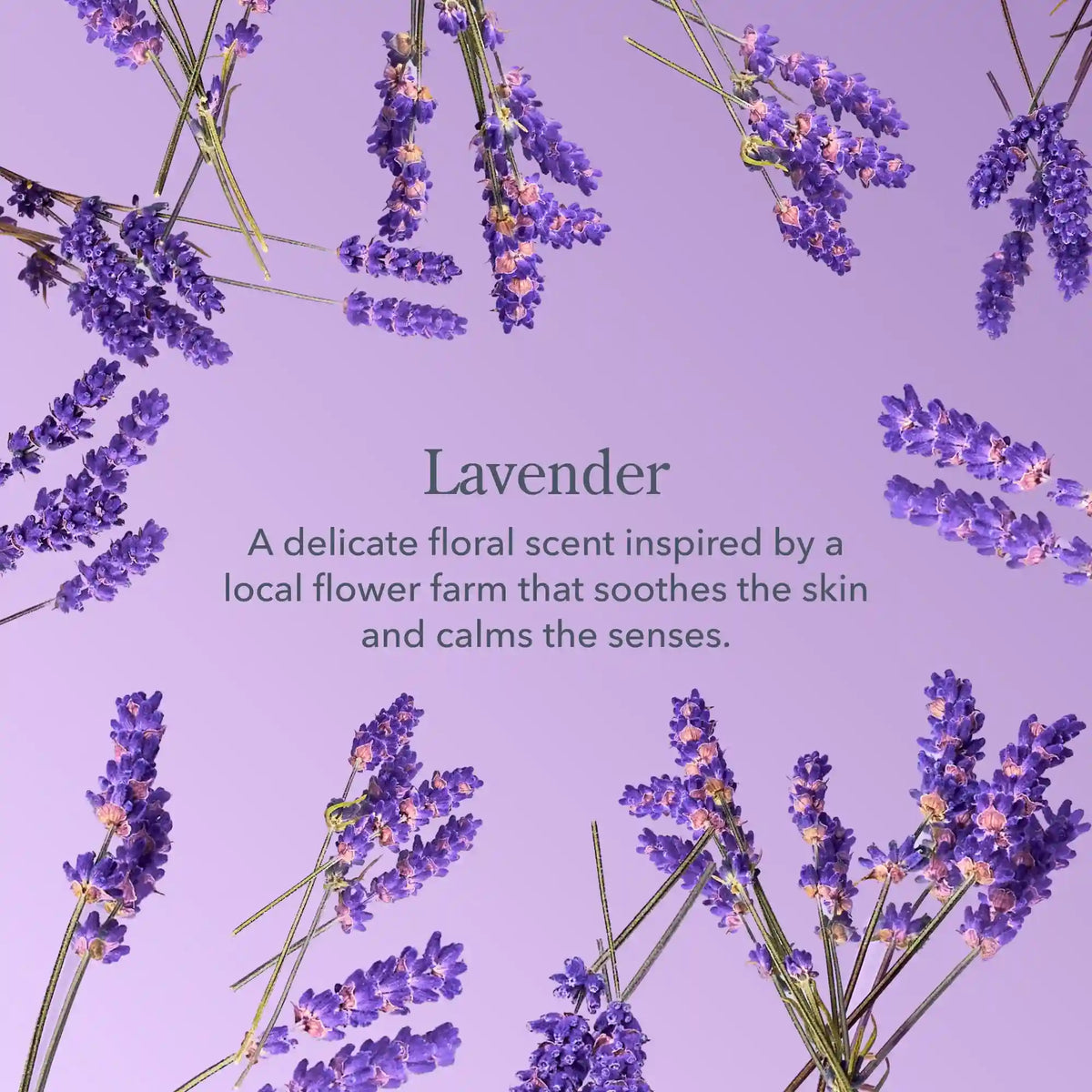 Lavender Whipped Body Cream